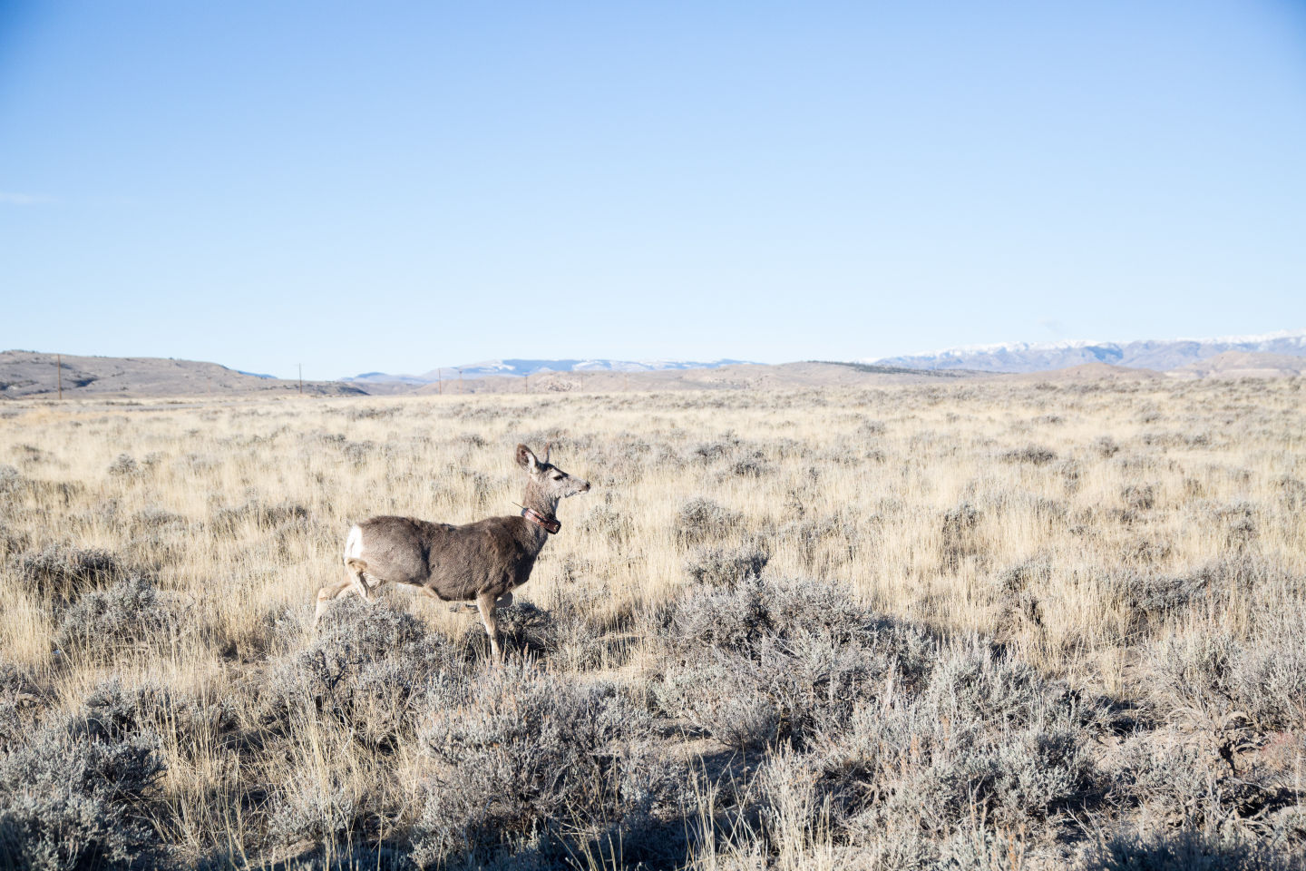 Deer Collaring